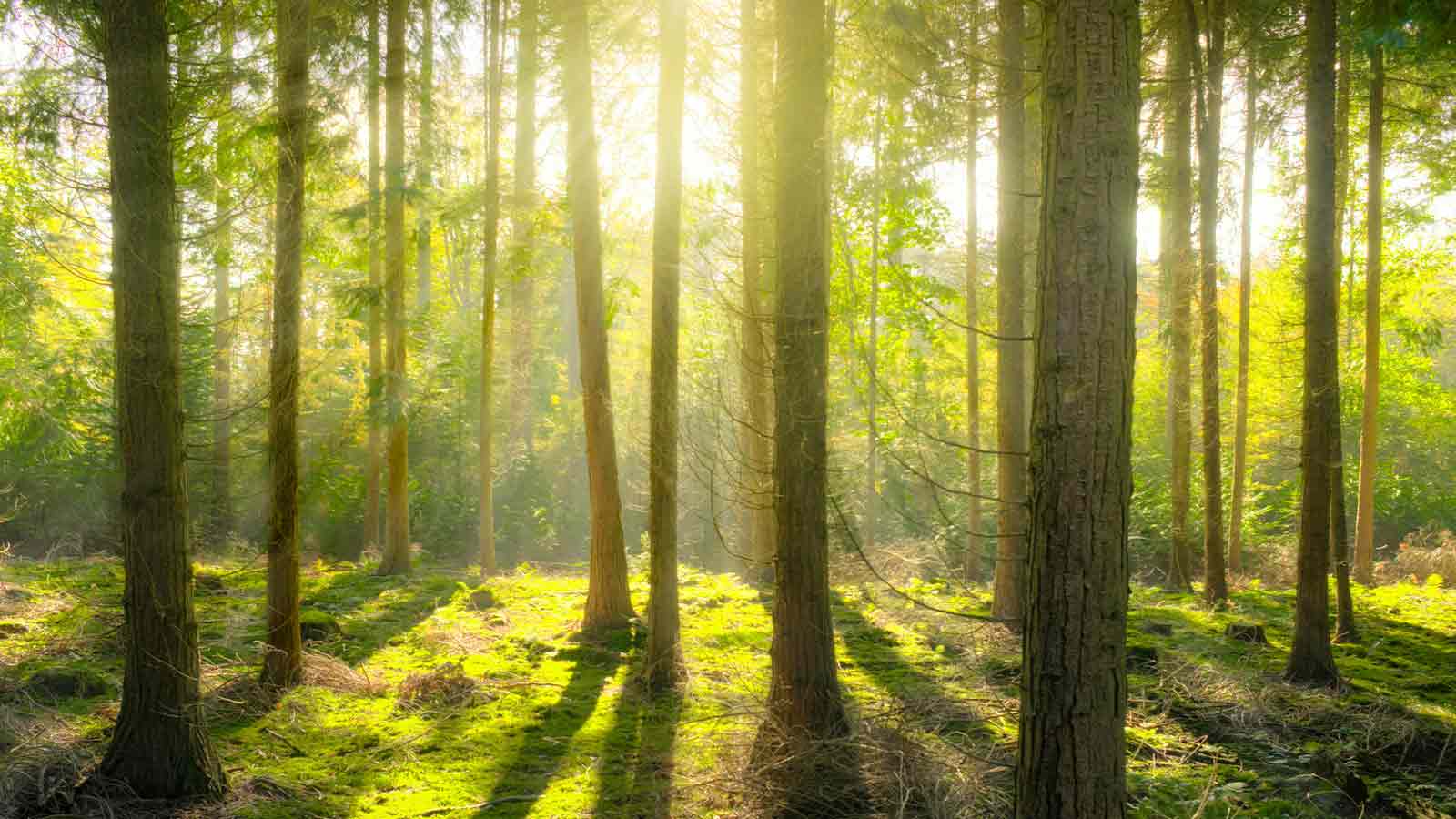 property of a Clear Title