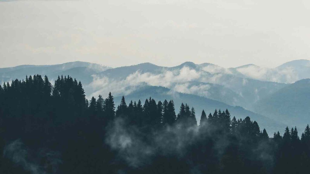 forest JSON Title Reports