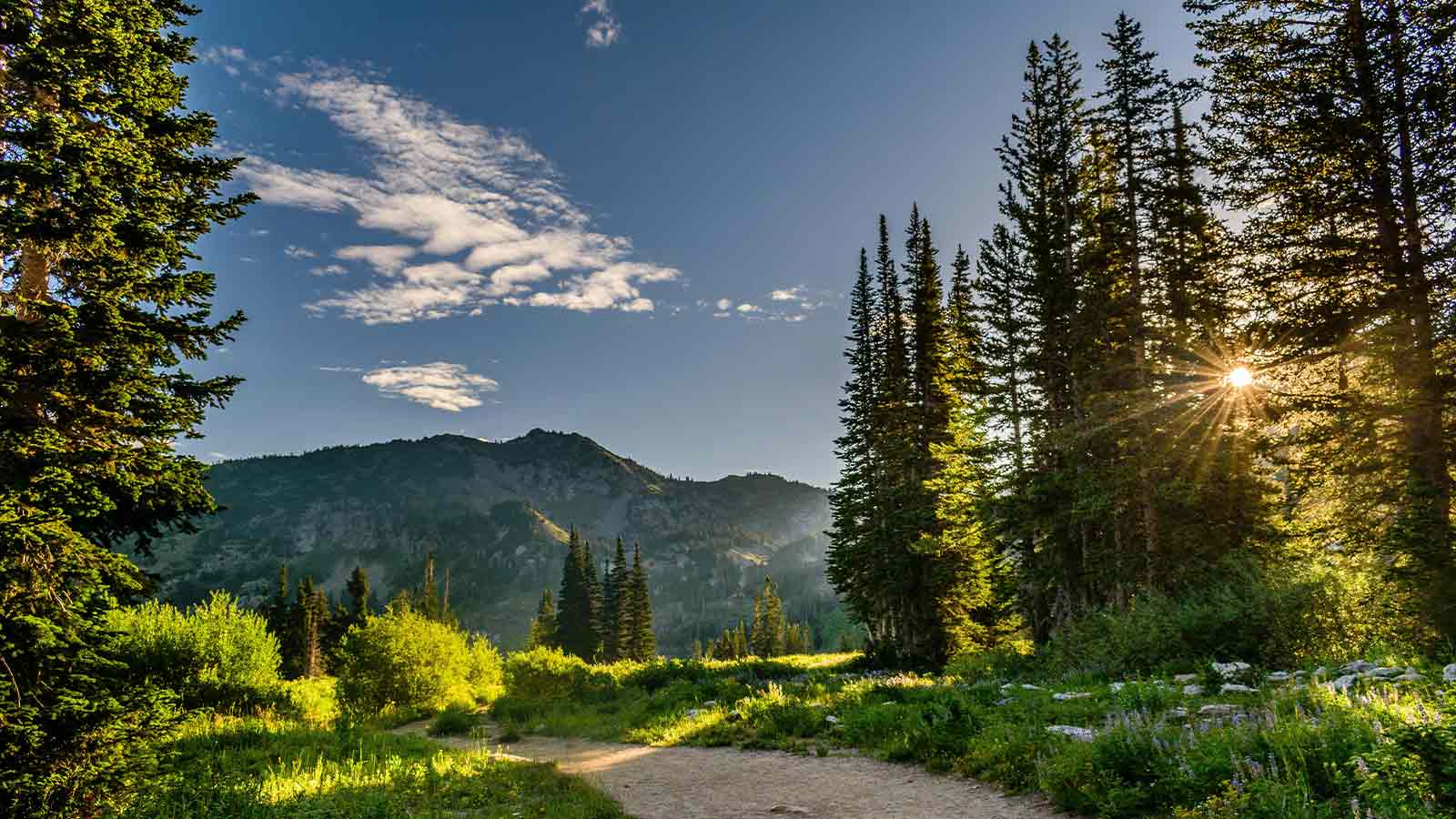 title monitoring image of a forest